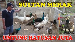 GOKIIIL UNTUNG RATUSAN JUTA DARI TERNAK BURUNG MERAK | BANYAK BANGET MERAK DISINI