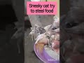 A sneaky cat tries to steal food 😺🐈