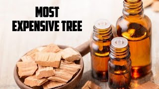 Not-So-Obvious Facts About Sandalwood | Tales of Elegance Sandalwood Elegance
