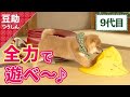 おちり、アターック♪9代目＜柴犬・豆柴＞Japanese dog mameshiba