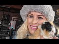 Live guinea pig rescue caring for our furry friends