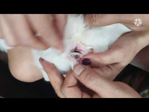 वीडियो: बिल्लियों के कान कैसे धोएं