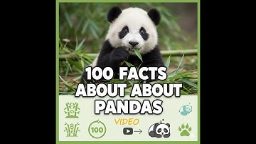 100 Panda Facts You Never Knew!