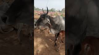 aapane bache ko dudh pilate