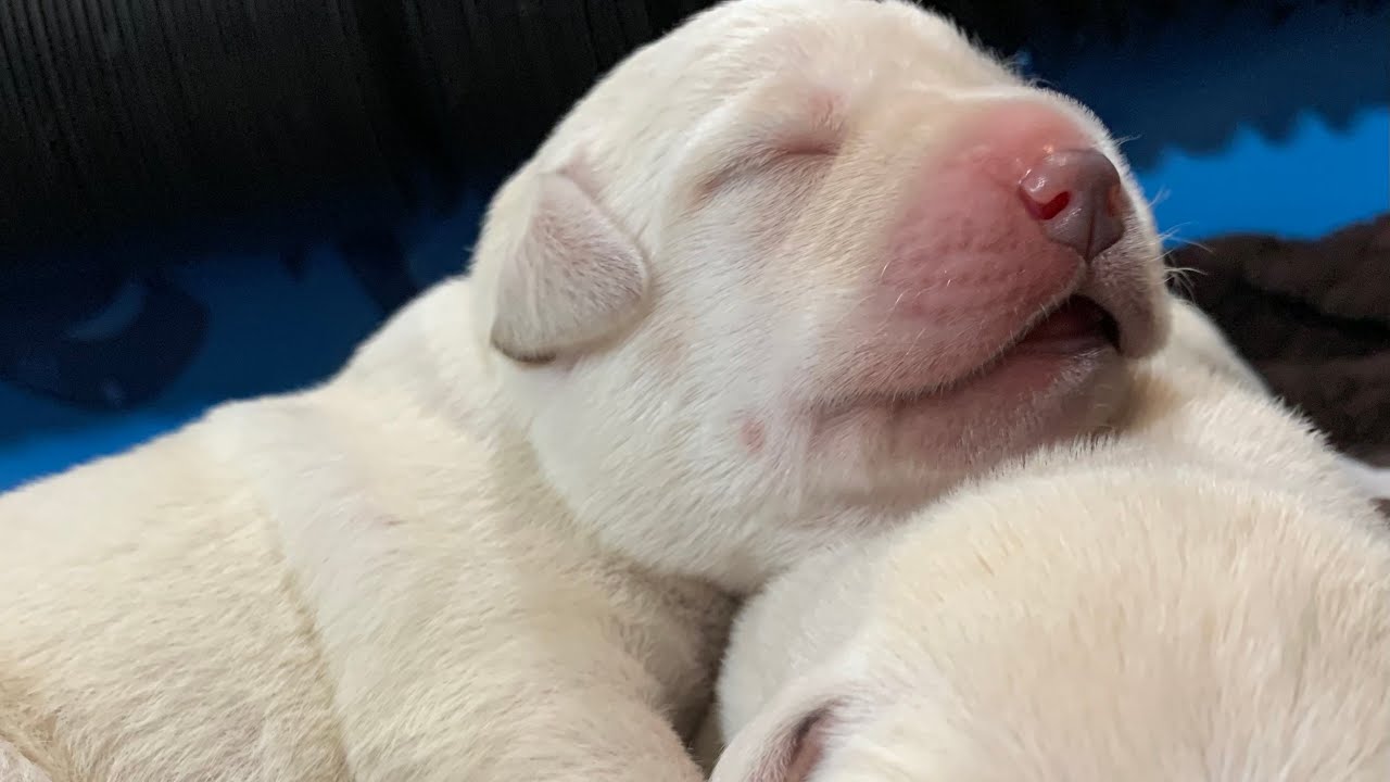 Allnighter LIVE STREAM Puppy Cam! Lab Puppies Dream the Night Away ...