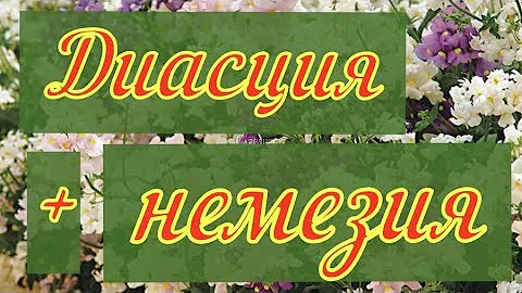 Выращивание диасции и немезии. В чем разница?