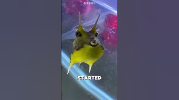 This Boy Found an Incredibly Unique Fish 😯❤️