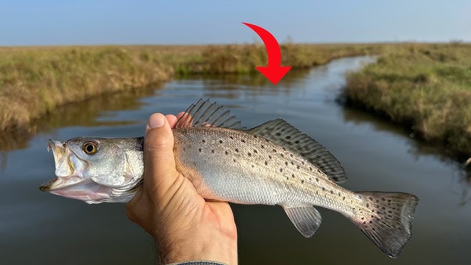 How to Catch, Prep, and Cook LIVE! MULLET 