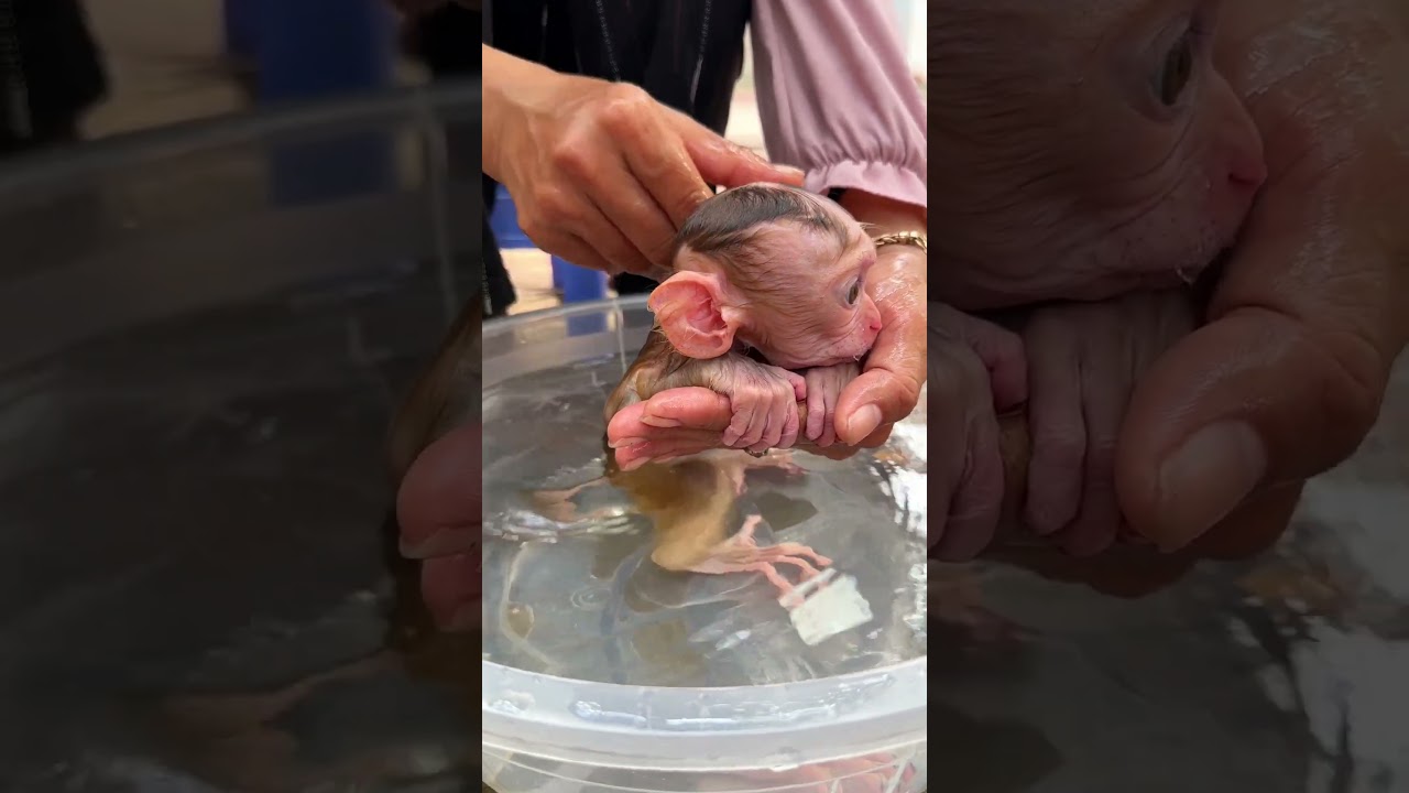 ChavChav Very Comfort Zone