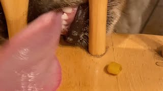 Mabel vs. Corn Kernel by Dog Named Stella 3,369 views 1 year ago 1 minute, 4 seconds