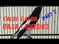 Burung Kacer Gacor Full Isian Lovebird Part Mp3 - Mp4 Download
