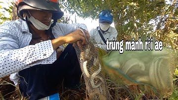 Cao thủ vược đường xa thăm bẫy rắn tổ đãi trúng đậm một ngày bội thu | Cần gò Công