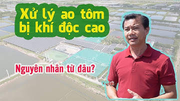 Xử lý ao nuôi tôm khi bị nhiễm khí độc cao