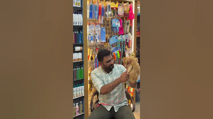 Video 11877061: doll face persian cat