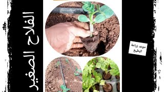 طريقة زراعة البطيخ الأحمر