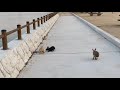 うさぎの島　大久野島　広島県竹原市