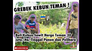 GREBEK KEBUN TEMAN - Beli Kebun Sawit Harga Teman 30 Juta/Ha, Tinggal Panen dan Pelihara