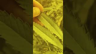 Ant & garden pest control - Beaverton pest control