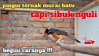 🛑 LIVE STREAMING cara ternak murai buat yang sibuk kerja