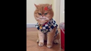 元宝:看见了吧？我出门槛了！ #话痨猫#猫里猫气 #萌宠出道计划