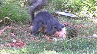 Squirrel Eating a Big Green Pine Cone