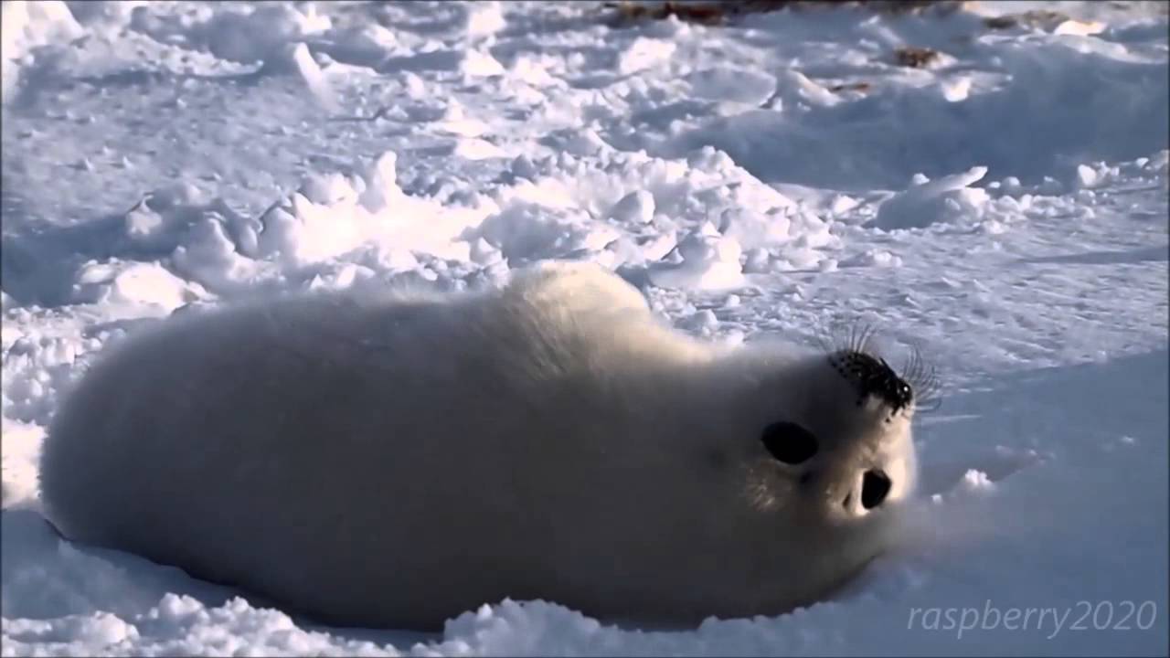 あざらしの赤ちゃん2【元気いっぱい】☆harp seal baby - YouTube