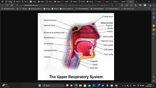 Respiratory system (Lec18) screenshot 5