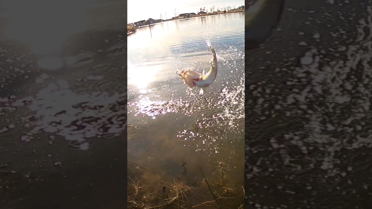 BFS Fishing w/ Zman Slim SwimZ on the Hover Rig 