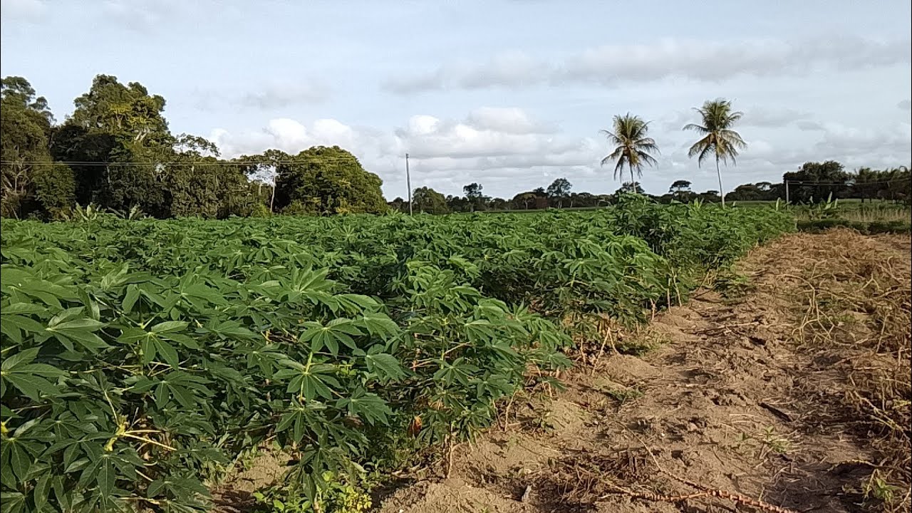 🚜🌱 Você sabe quanto dá pra lucrar com uma roça dessa? Assiste até o final!