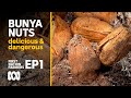 Bunya nuts: delicious, culturally important & dangerous 🌰 | First Nation Farmers Ep1 | ABC Australia