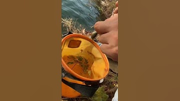 Câu cá tại hồ Đá làng đại học