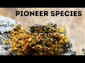 Pioneer Species and Primary Succession Quiz