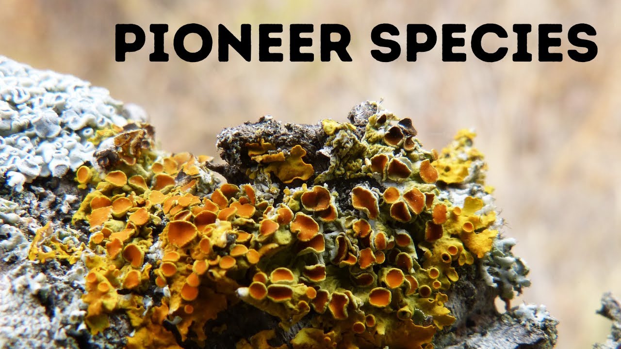 Which Lichen Is The Pioneer Stage In Xerarch Plant Succession?