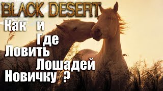Black Desert Online — где поймать лошадь🐴 споты 🦄 как приручить лошадь Black Desert Online — где поймать лошадь🐴 споты 🦄 как приручить лошадь