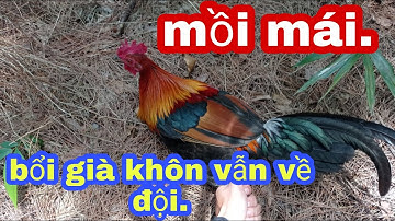 bẫy gà rừng miền bắc || tập 6 || bổi già khôn vẫn bị mái già lừa tình.