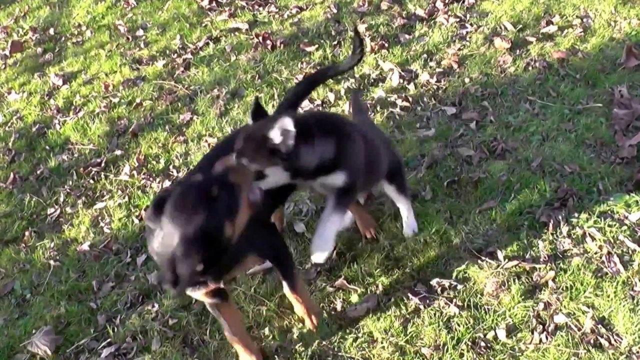 Unsere Welpen bzw. Junghunde im Tierheim Bautzen-Bloaschütz - YouTube