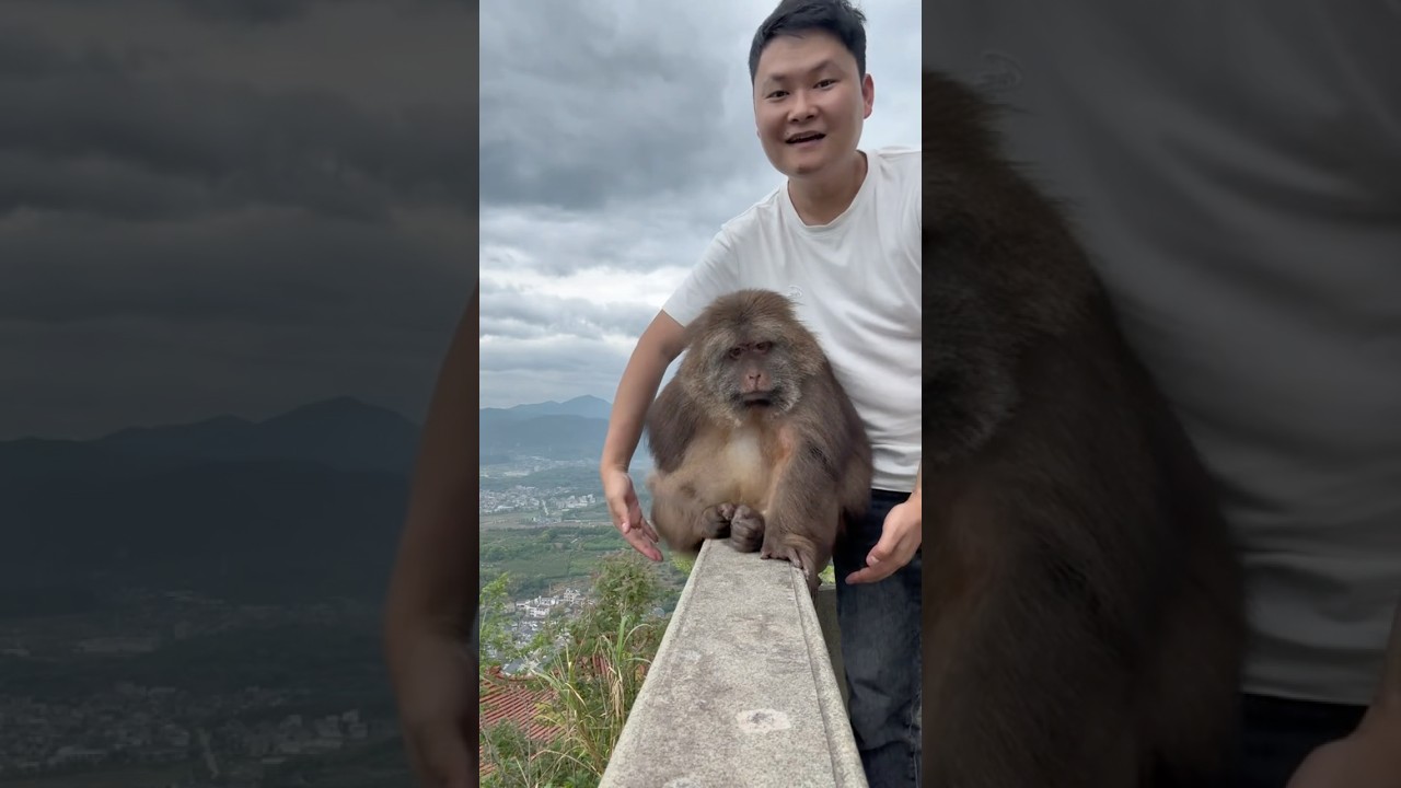 Xing Xing enjoys the view 🙈 