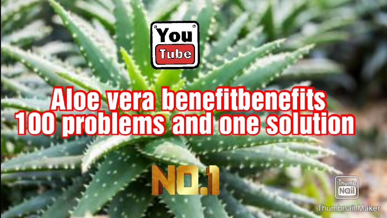 How To Use Aloe Vera Leaf Uses And Benefits Aloe Vera Gel By Sweet how-to-use-aloe-vera-leaf-uses-and-benefits-aloe-vera-gel-by-sweet