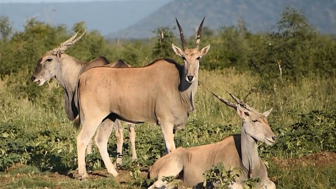 RHULANI MINUTE SAFARI - A herd of eland
