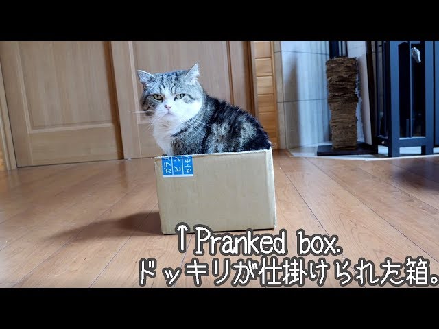 ドッキリな箱とねこ。-Pranked box and Maru.-