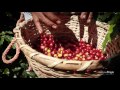 The Genuine Origin Coffee Project | Welcome to Honduras