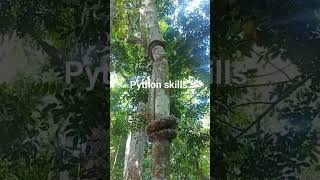 python creeping up #python #wildlife