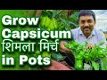 रामविलास जी की तरह गमलों में उगाएँ शिमला मिर्च और क़ैसे लें भरपूर फसल || Grow Capsicum 🫑 in Pots