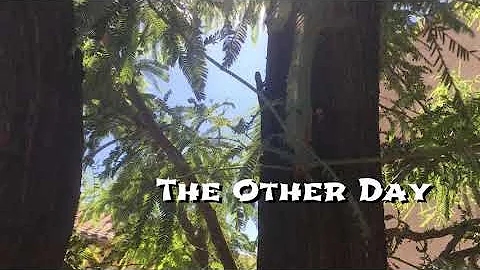 The Other Day a Lizard was in a Tree