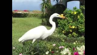 Crane Feeding On Lizard - Grace Bay-Providenciales, Turks & Caicos Island - 01/04/2017