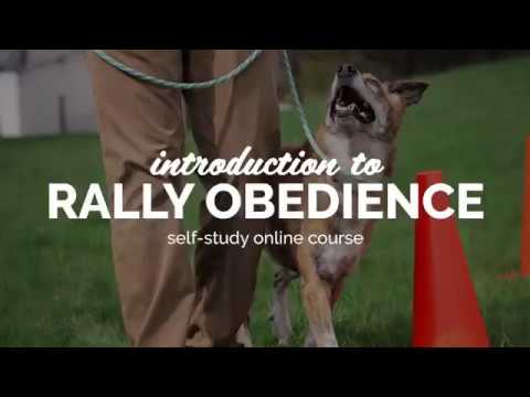 puppy paradise Introduction to Rally Obedience - Self-Study Course