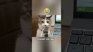 Бессмертный кот 😂. #юмор #угар #прикол