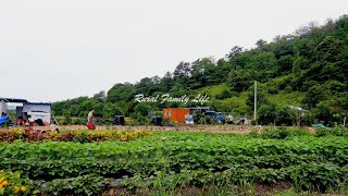 картинка: 🌦️🥒 После летнего дождя: утро в деревне с урожаем и корейскими домашними блюдами