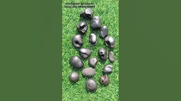 Samil size shaligram  - shaligram shila - gandaki shaligram #shorts #short #shortsfeed