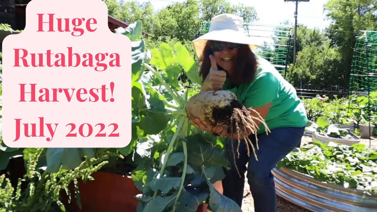 Урожай брюквы в июле 2022 г. // ShedWars Global Gardening 22G